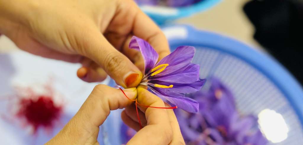 Händer som utvinner saffran från lila krokusblomma