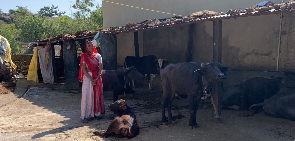 Kvinna i traditionell röd sari står stolt framför sitt lantgårdshem med kor på den indiska landsbygden.