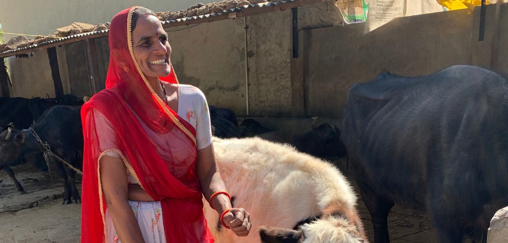 Glad kvinna i röd sari skrattar bredvid kor på sin gård i soligt Indien.
